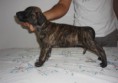/album/galeria-de-fotos-ninhada-c1-scooby-doo-x-cheetara-de-la-fogueira-/a5-macho-pata-jpg1/